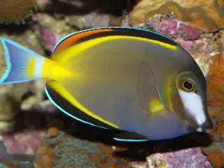 Japansk Kirurg (Acanthurus japonicus) 8-12 cm